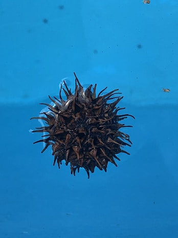 A spiky, brown spherical object floating against a bright blue background with scattered small specks and a few larger particles.