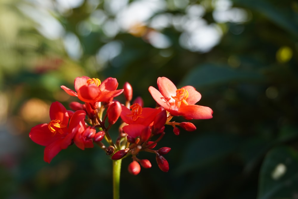 a close up of some flowers