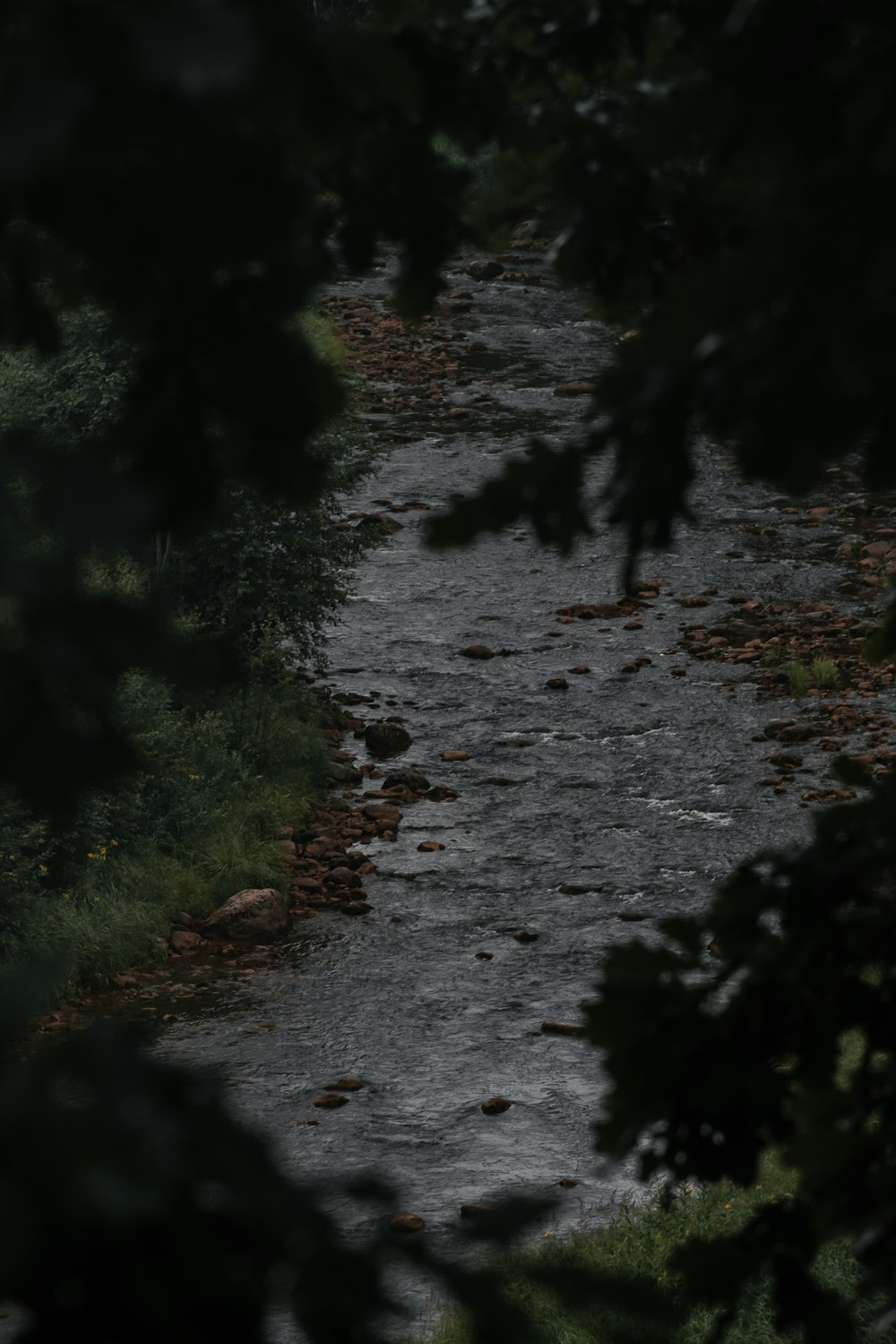 a dirt road in the woods