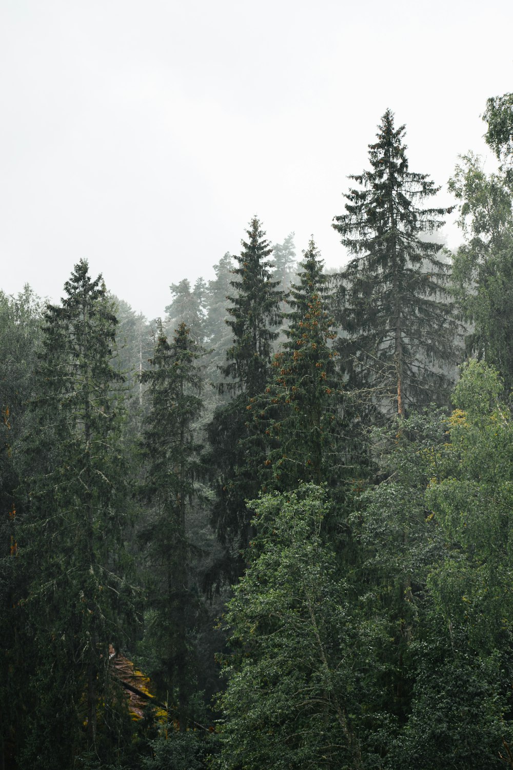 a forest of trees