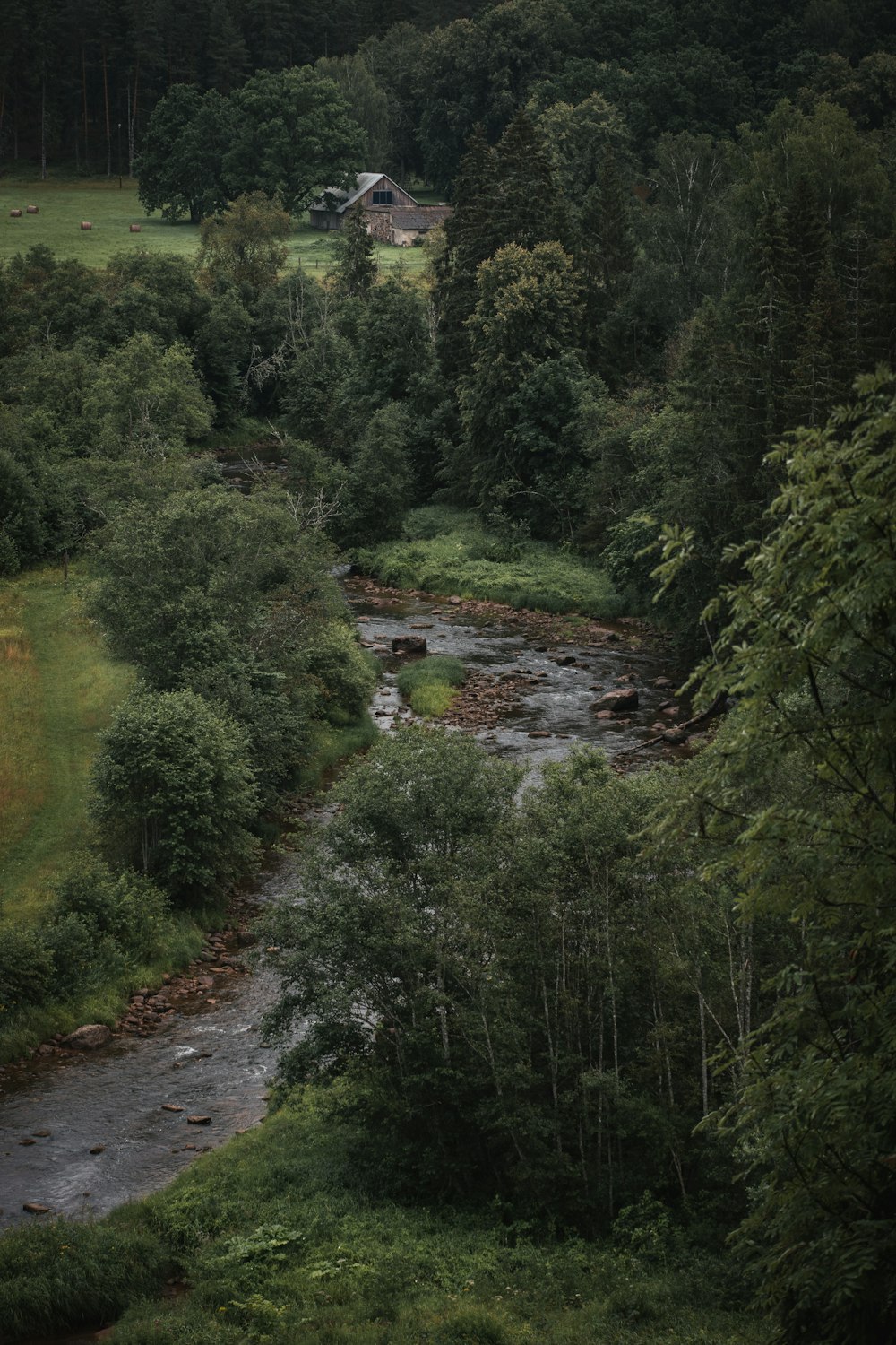 a river running through a forest