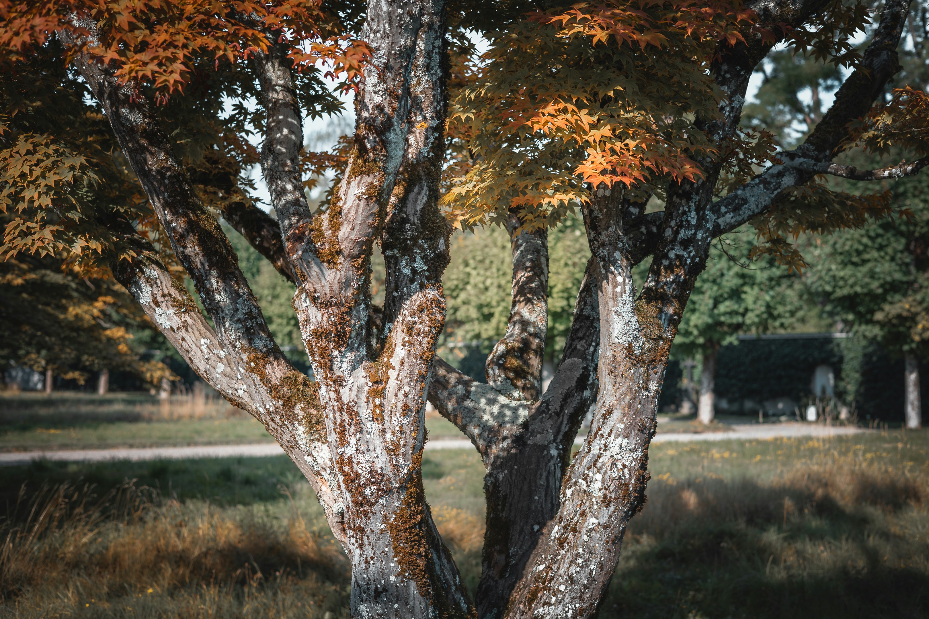 Photo by tomastrajan