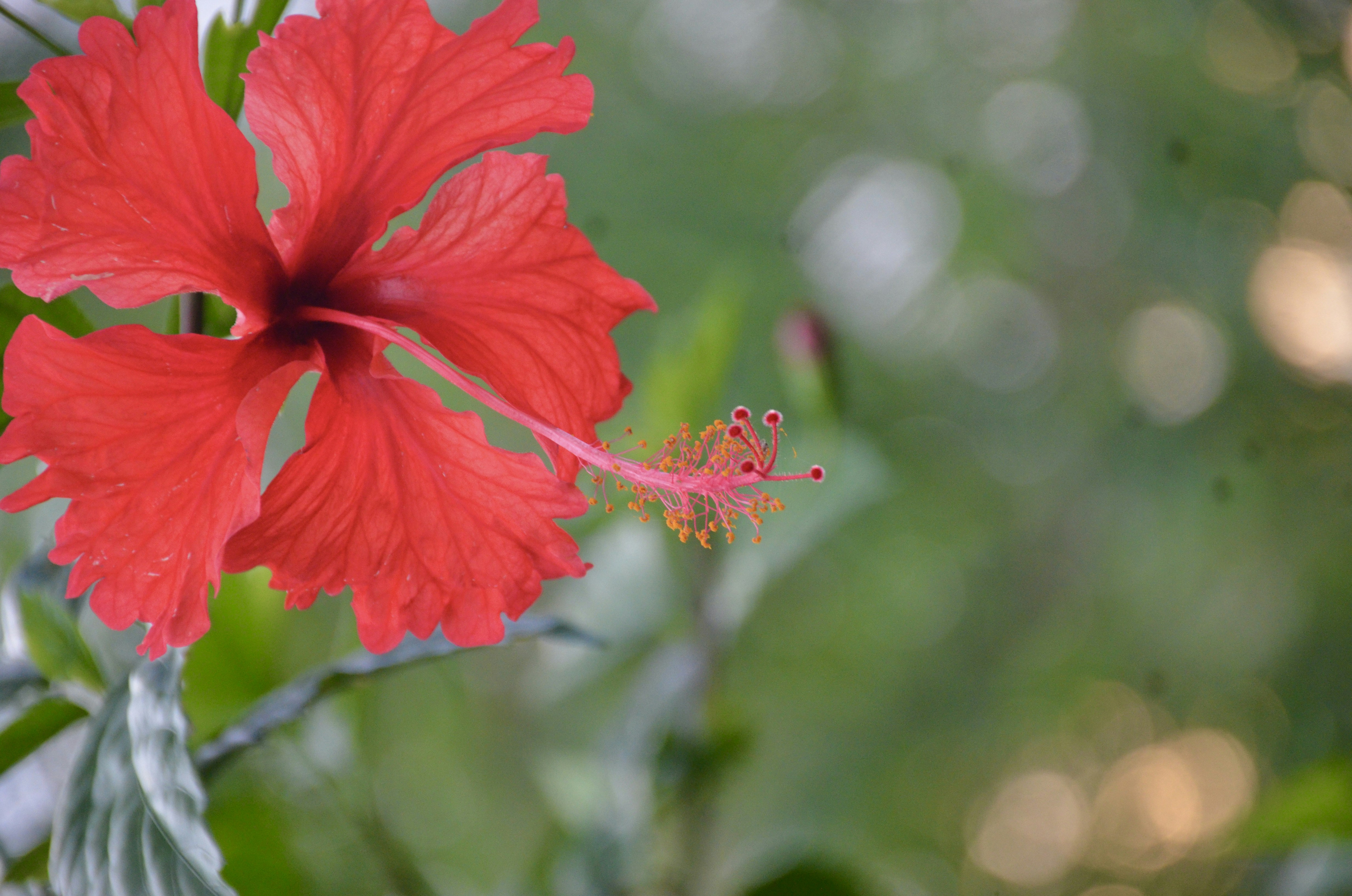 Photo by rajeshsaminathan