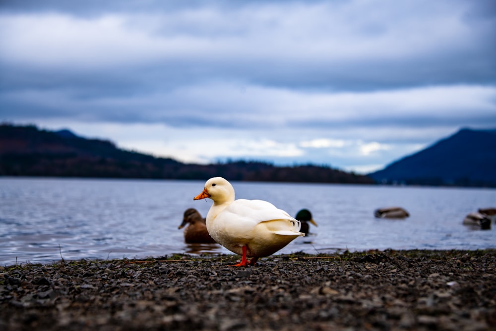 a group of ducks on a rocky shore