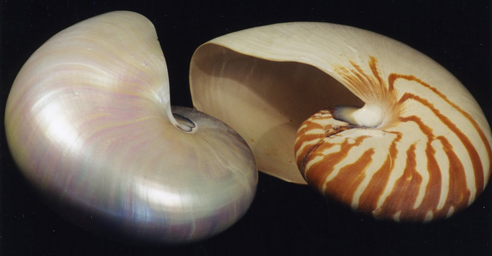 a close-up of some garlic