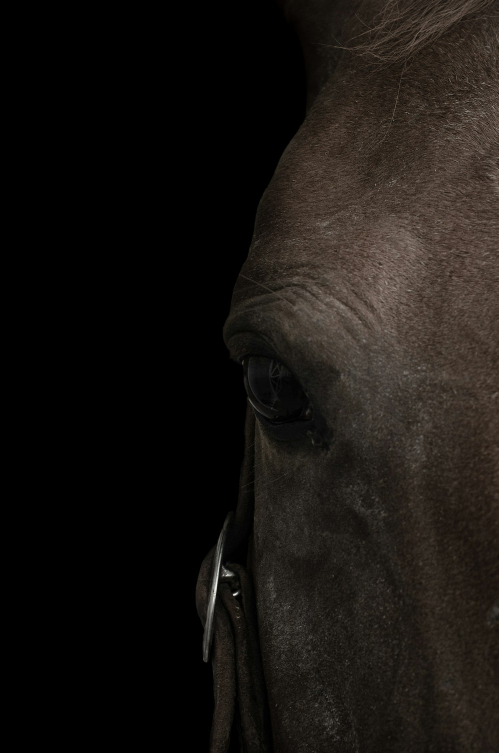 a close up of a horse's eye