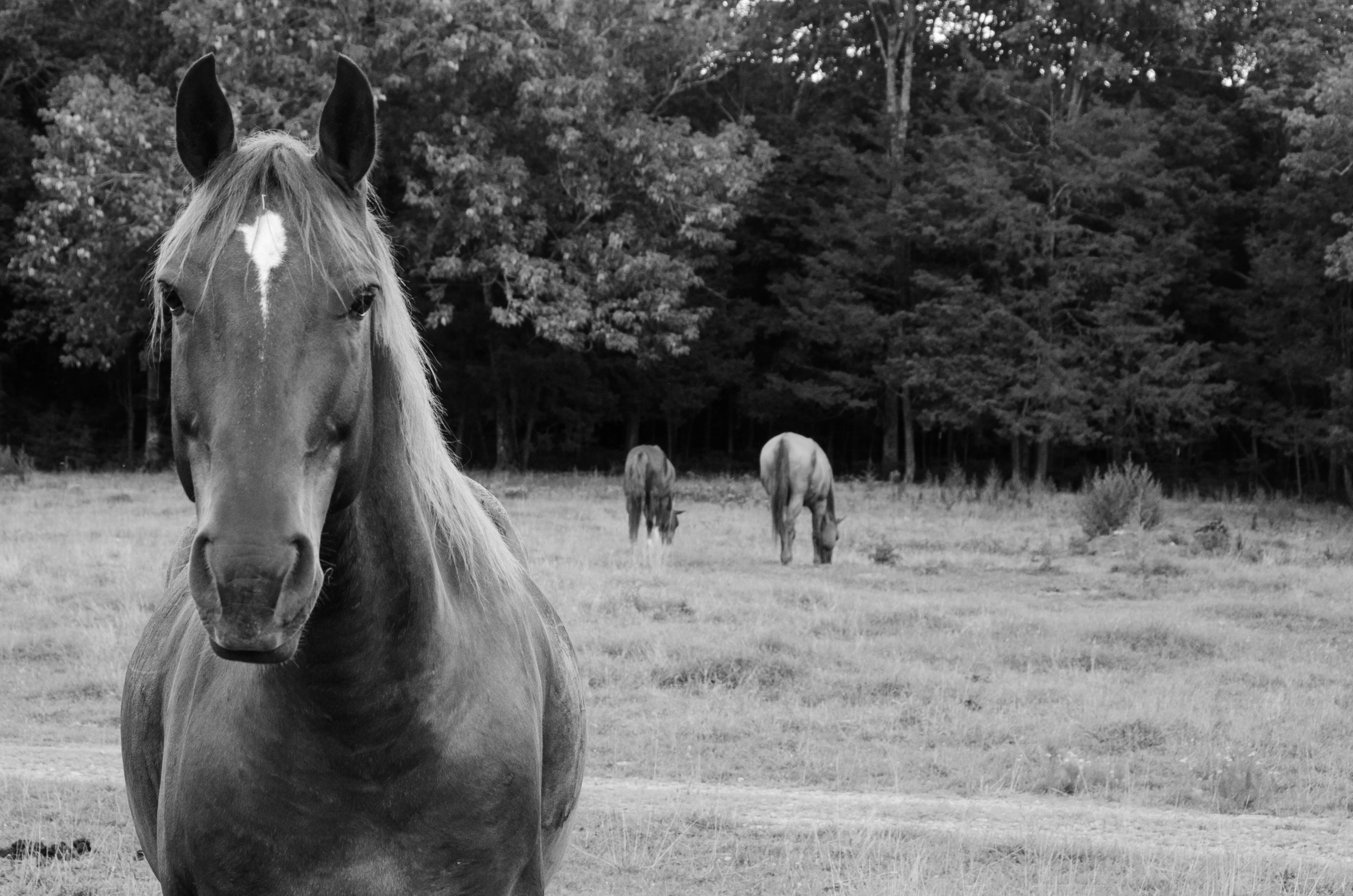 a group of horses stand in a field