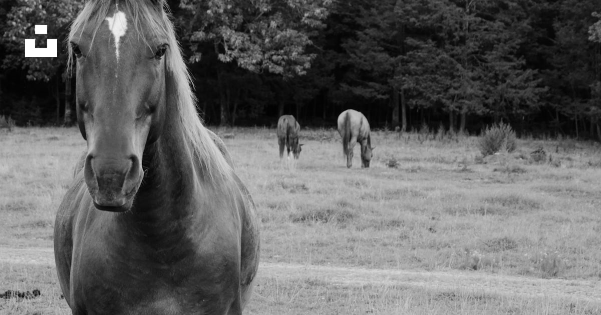 A group of horses stand in a field photo – Free 627 bill rice ranch rd ...