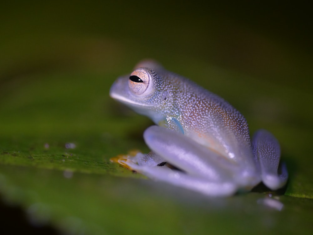 a fish swimming in water