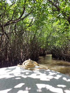 A serene view of the Sundarbans mangrove forest with a luxury cruise boat.