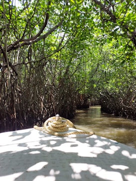 A serene waterway is surrounded by lush mangrove trees. The dense canopy formed by intertwining branches creates a picturesque green tunnel. On the boat's deck, a coiled rope is neatly placed, hinting at a leisurely exploration. Sunlight filters through the leaves, casting playful patterns on the water and the boat.