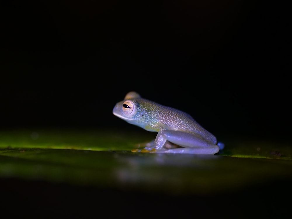 a purple frog on a green surface