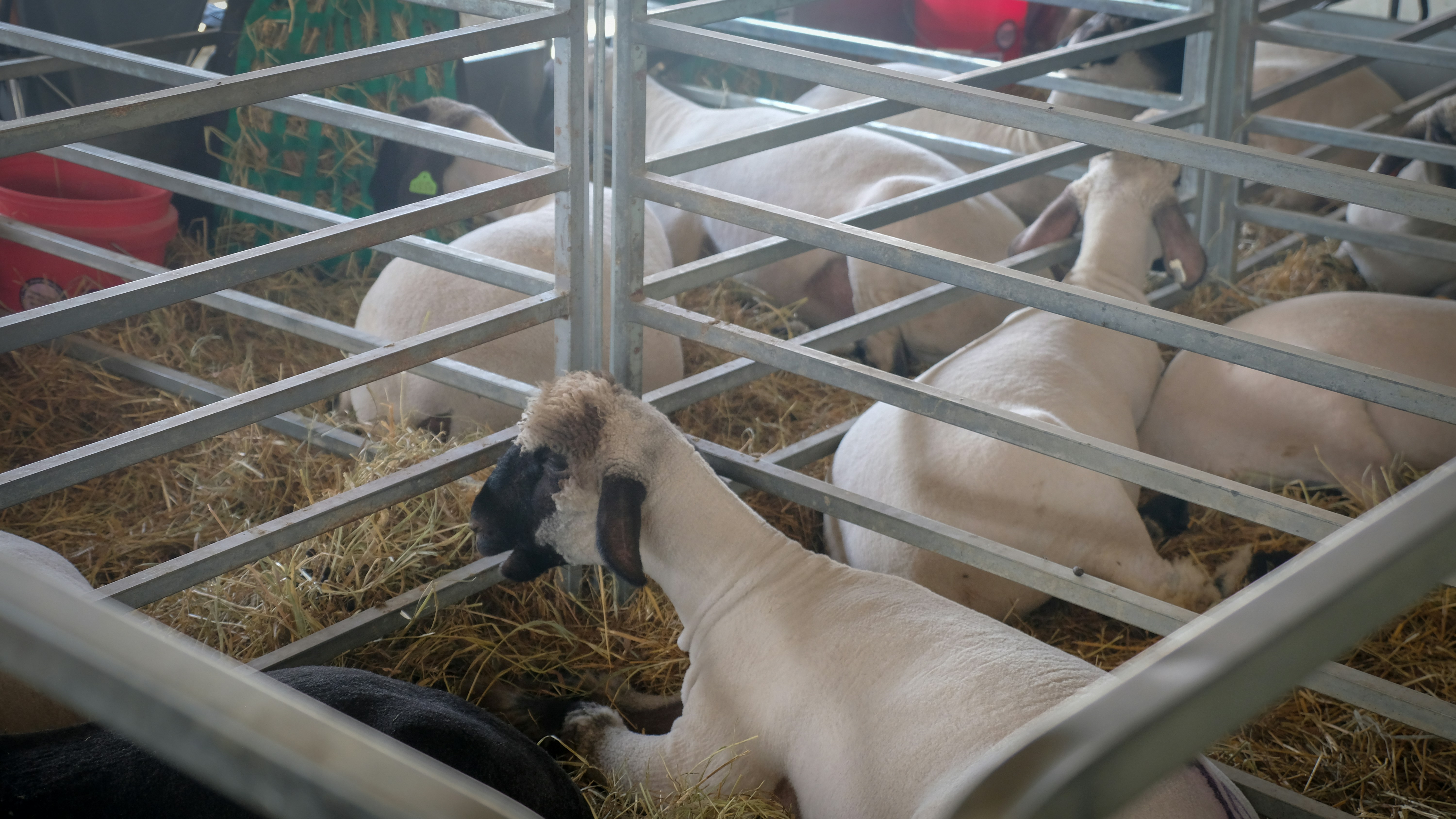 The Cruelty of Wokeness