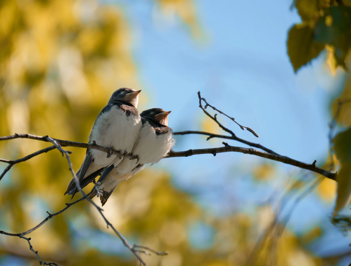 Two birds facing each other on a branch, Gemini dialogue