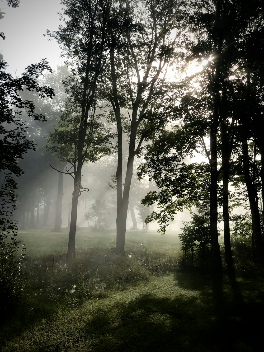 a foggy forest with trees