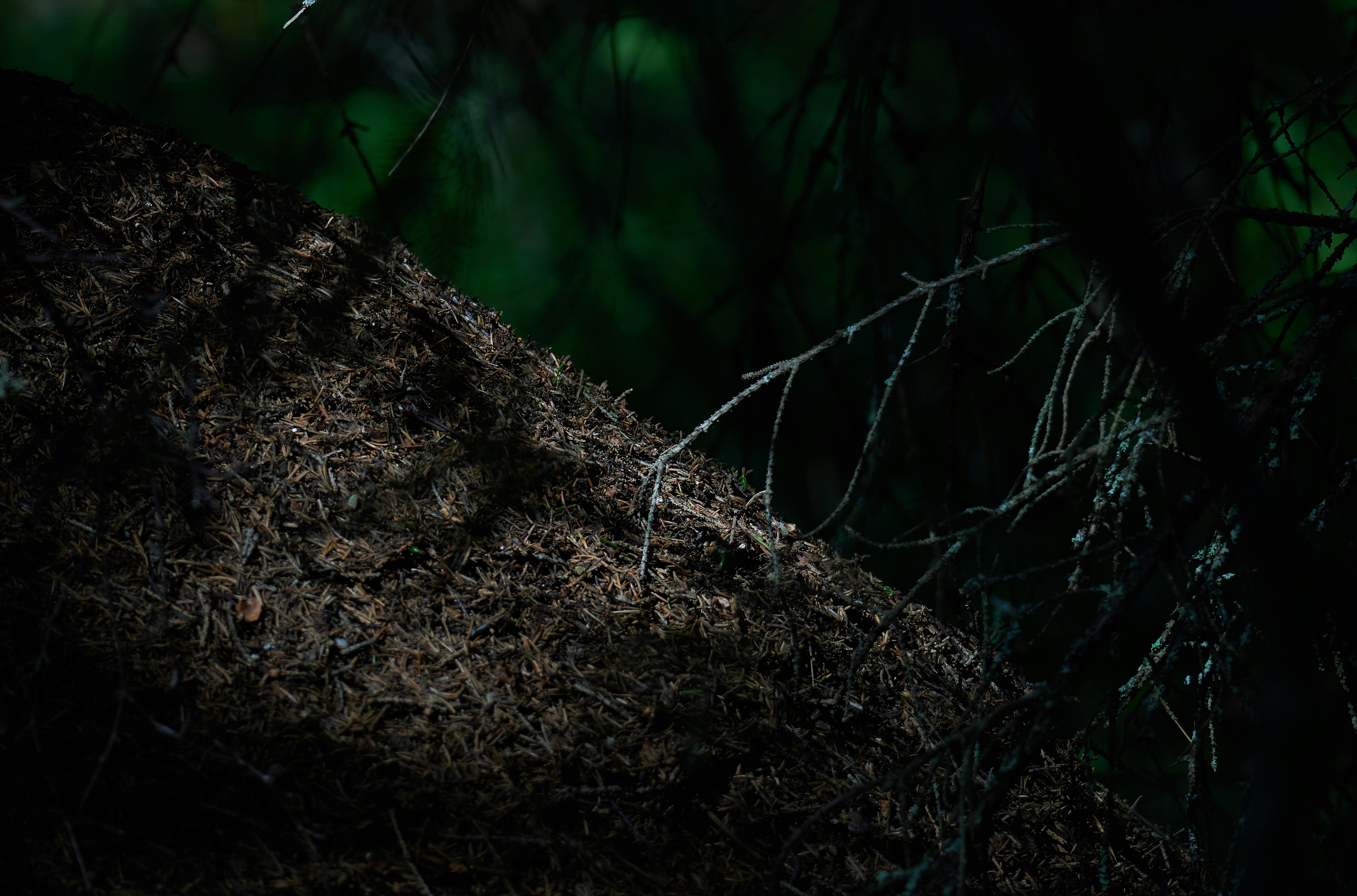 a close-up of a tree