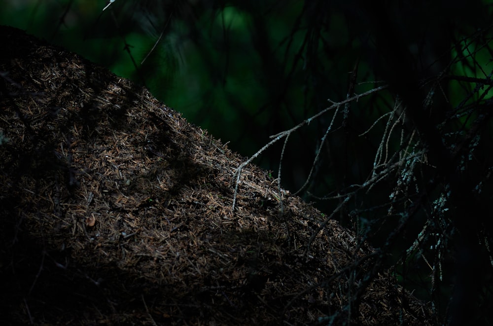 a close-up of a tree