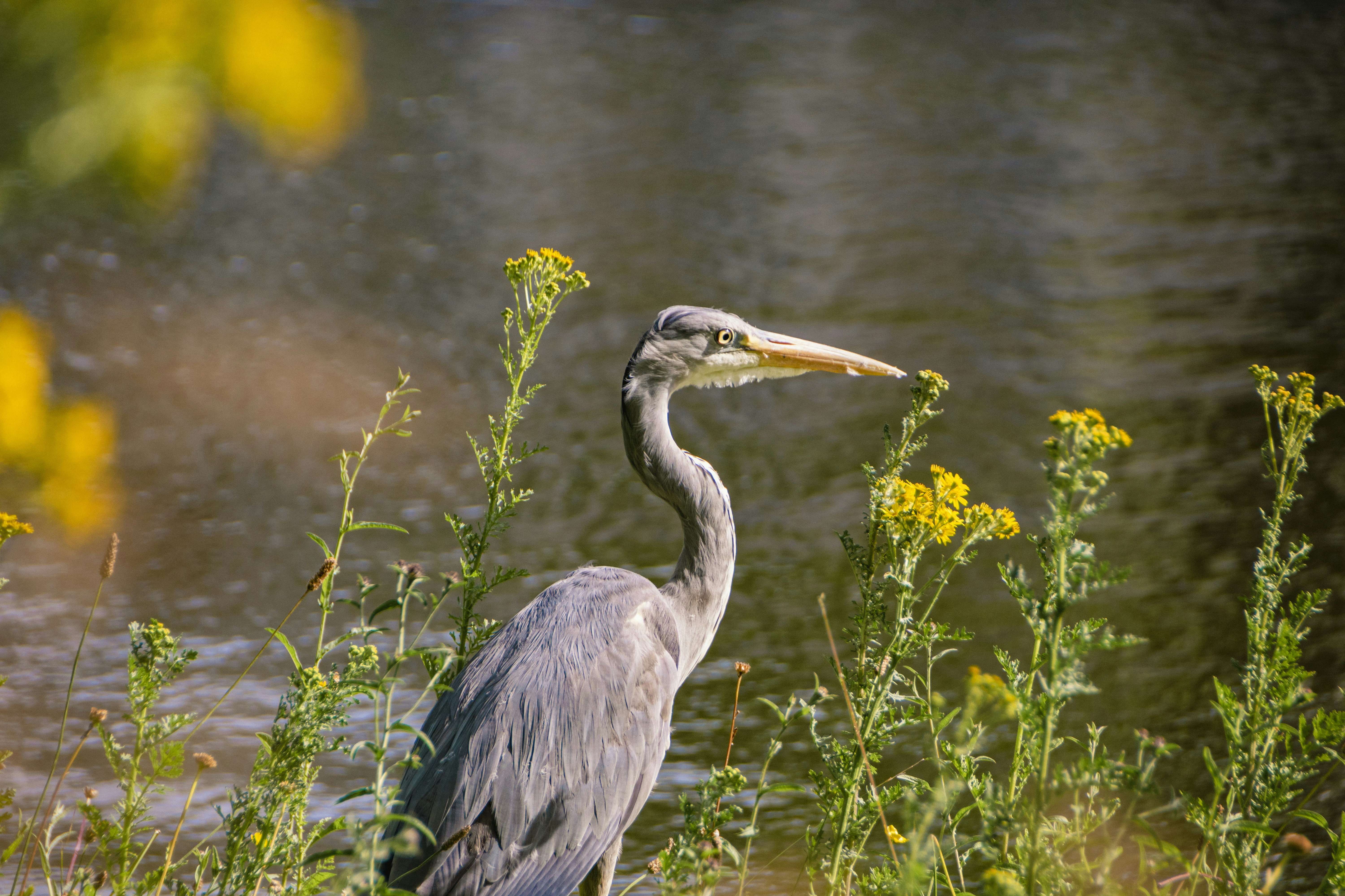 Photo by zubair_works