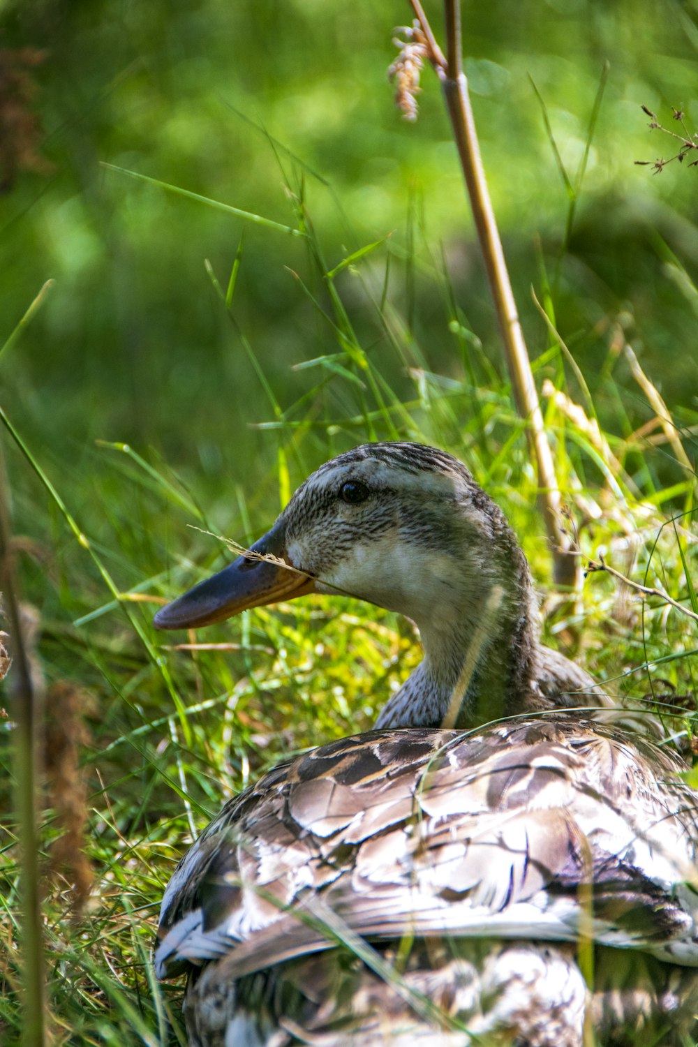 Eine Ente im Gras