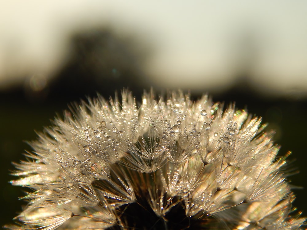 a close up of a dandelion