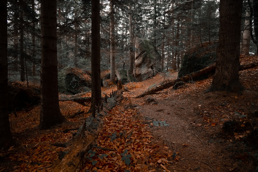 a path in the woods