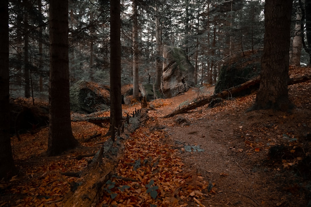 a path in the woods, dusk atmospheric forest autumnal landscape October scenic view of falling leaves and picturesque ro