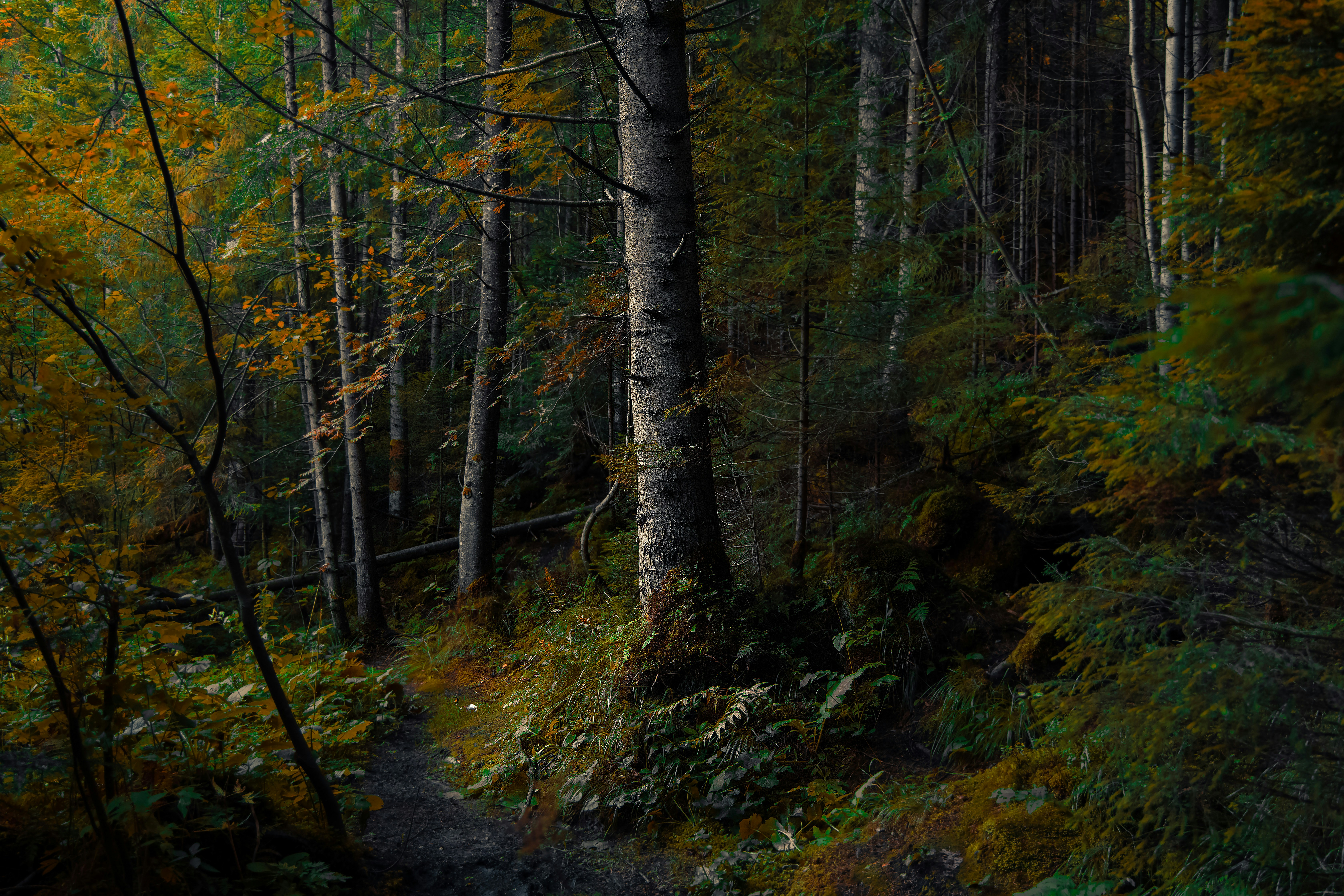 Photo by artem_kniaz