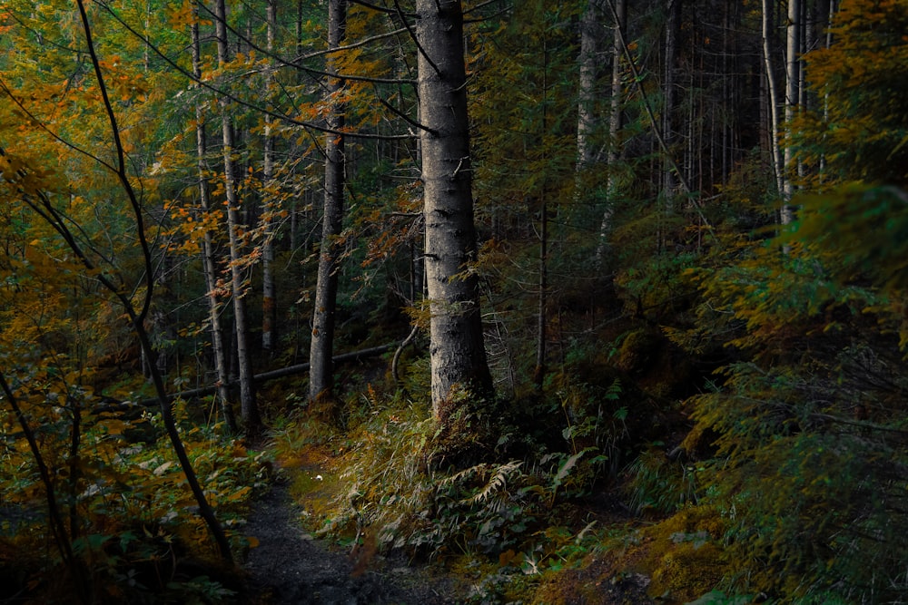 Un sentiero attraverso un bosco