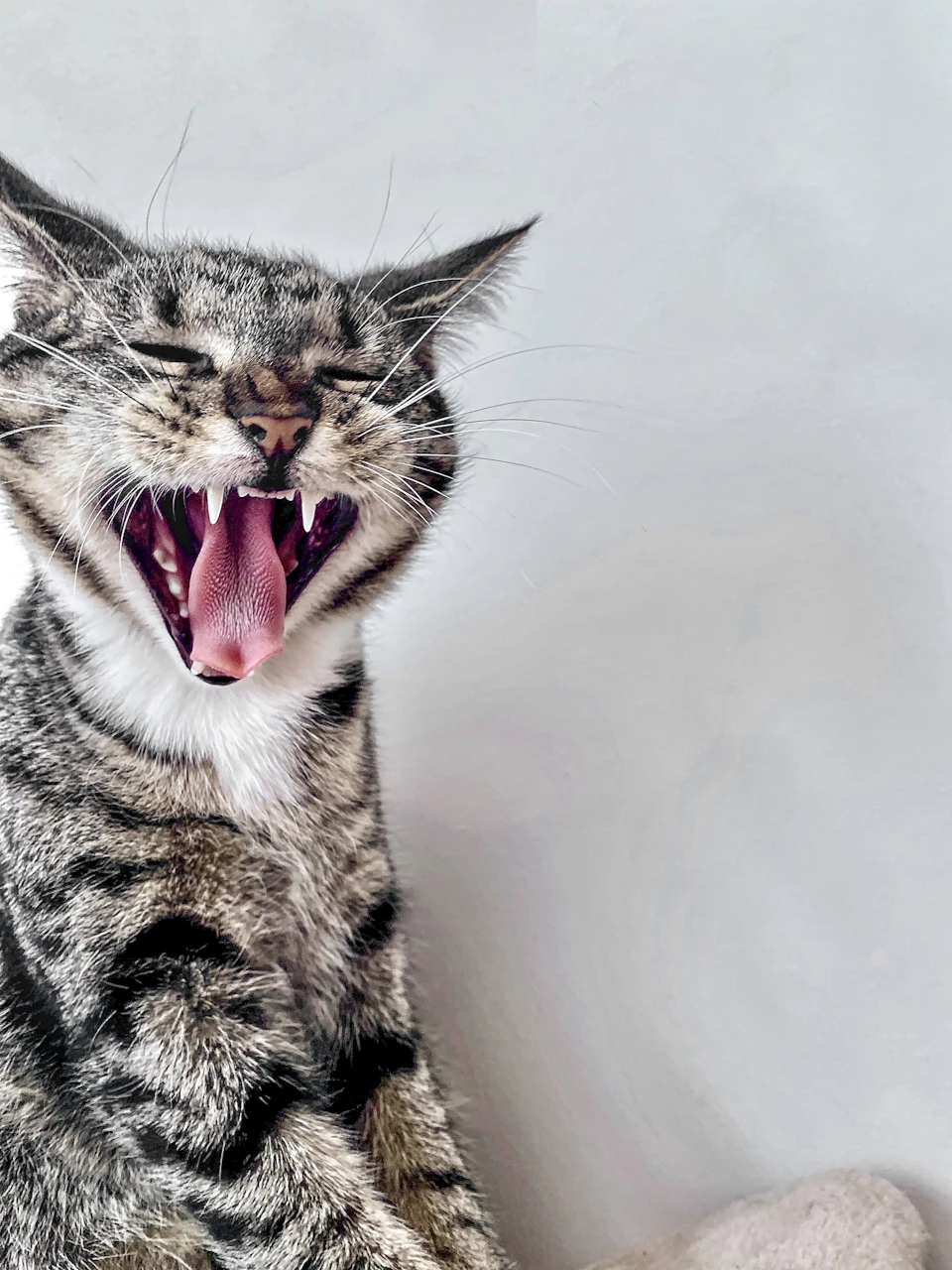 Gray and white striped cat sits on beige cushion with mouth open and tongue hanging