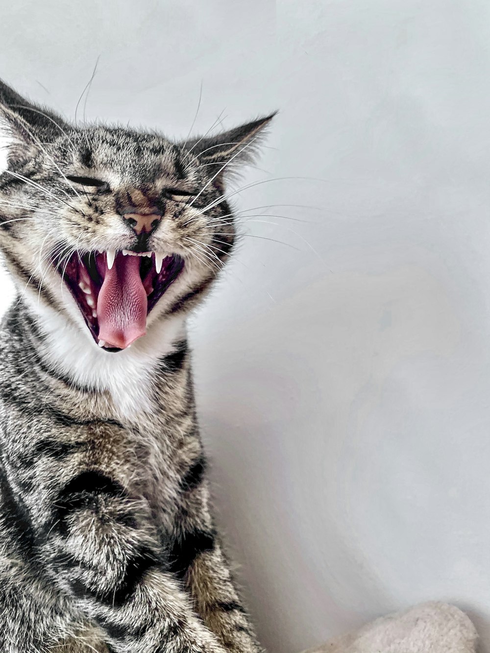 Un gato con la boca abierta