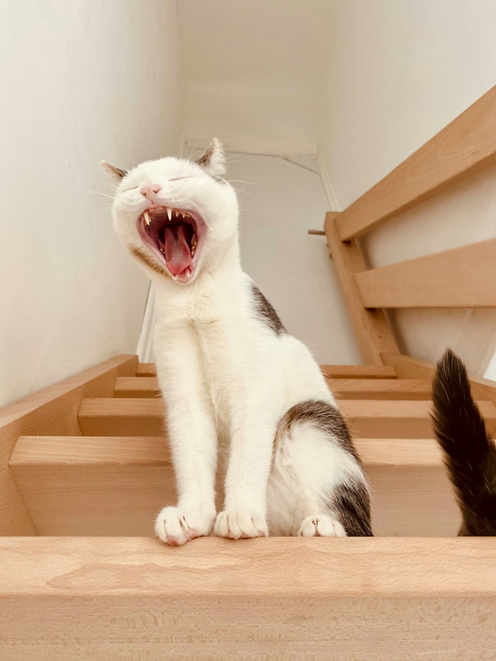 a cat yawning on stairs