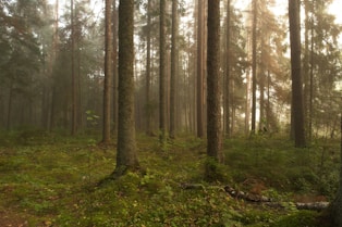 a forest of trees