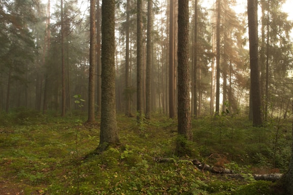 a forest of trees