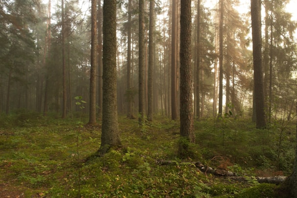 a forest of trees