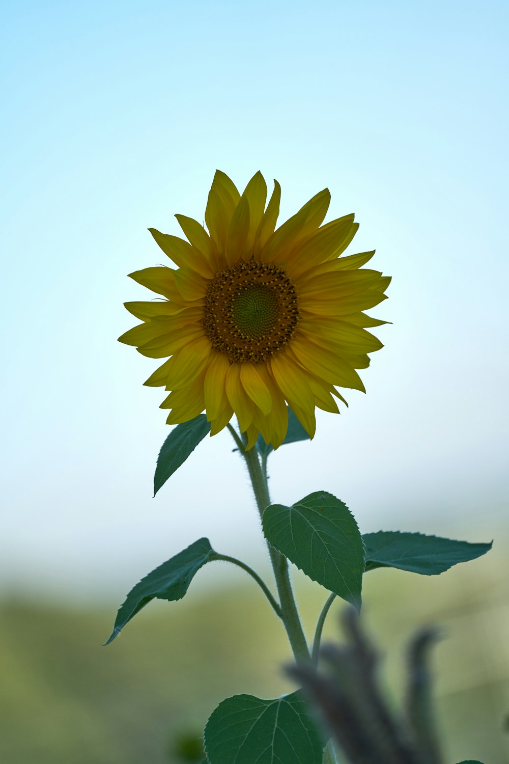 a yellow sunflower with green leaves