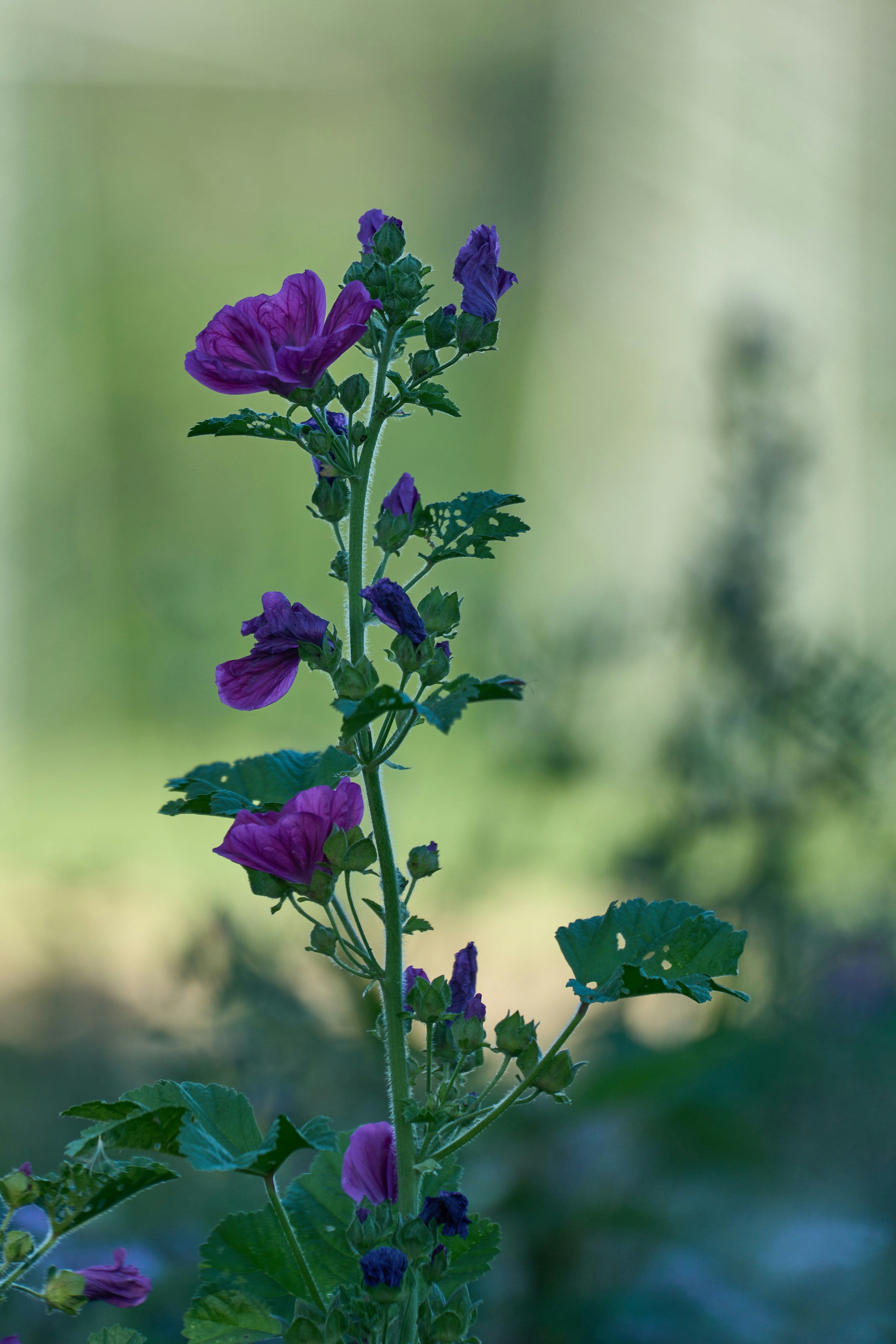 Photo by wolfgang_hasselmann