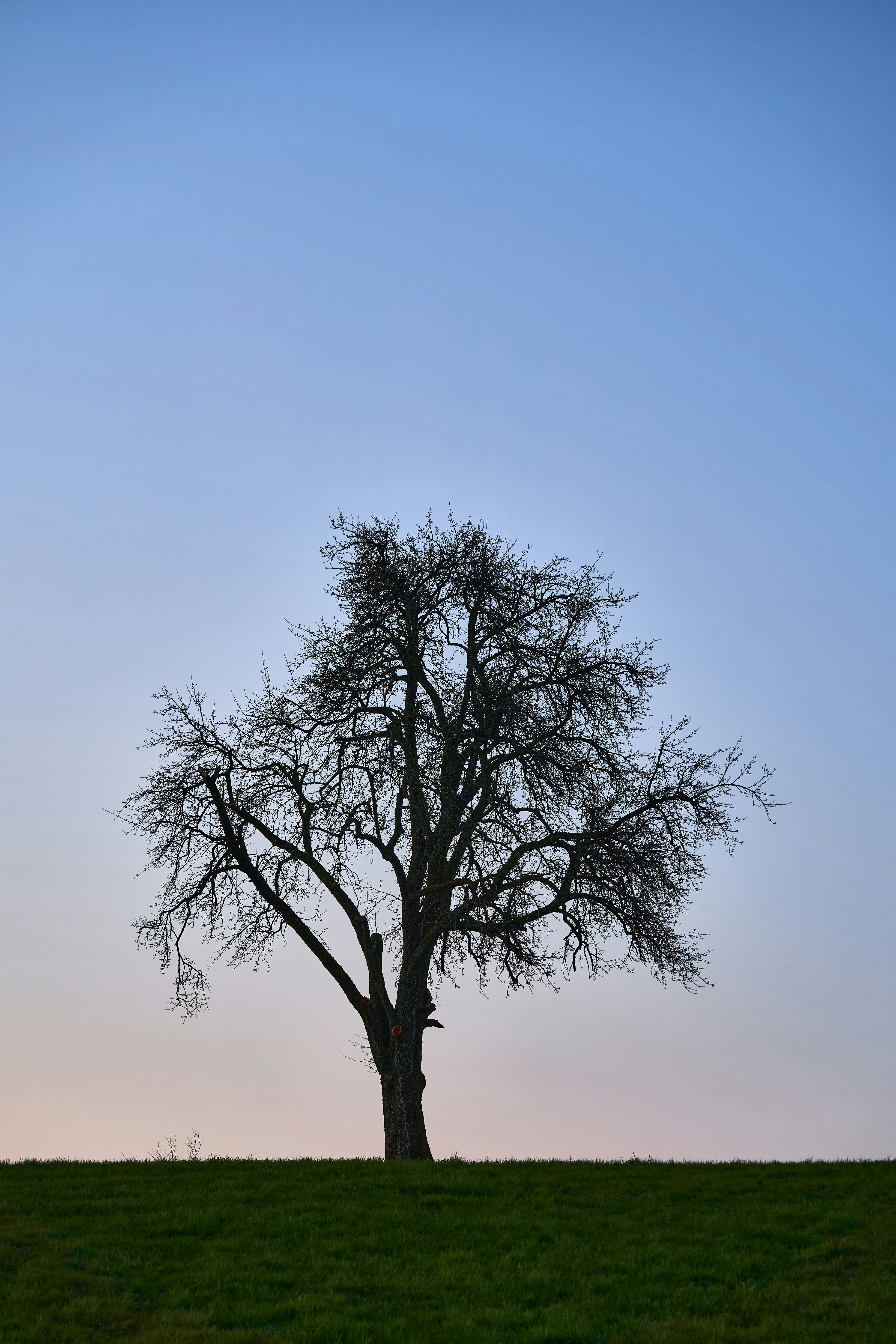 Photo by wolfgang_hasselmann