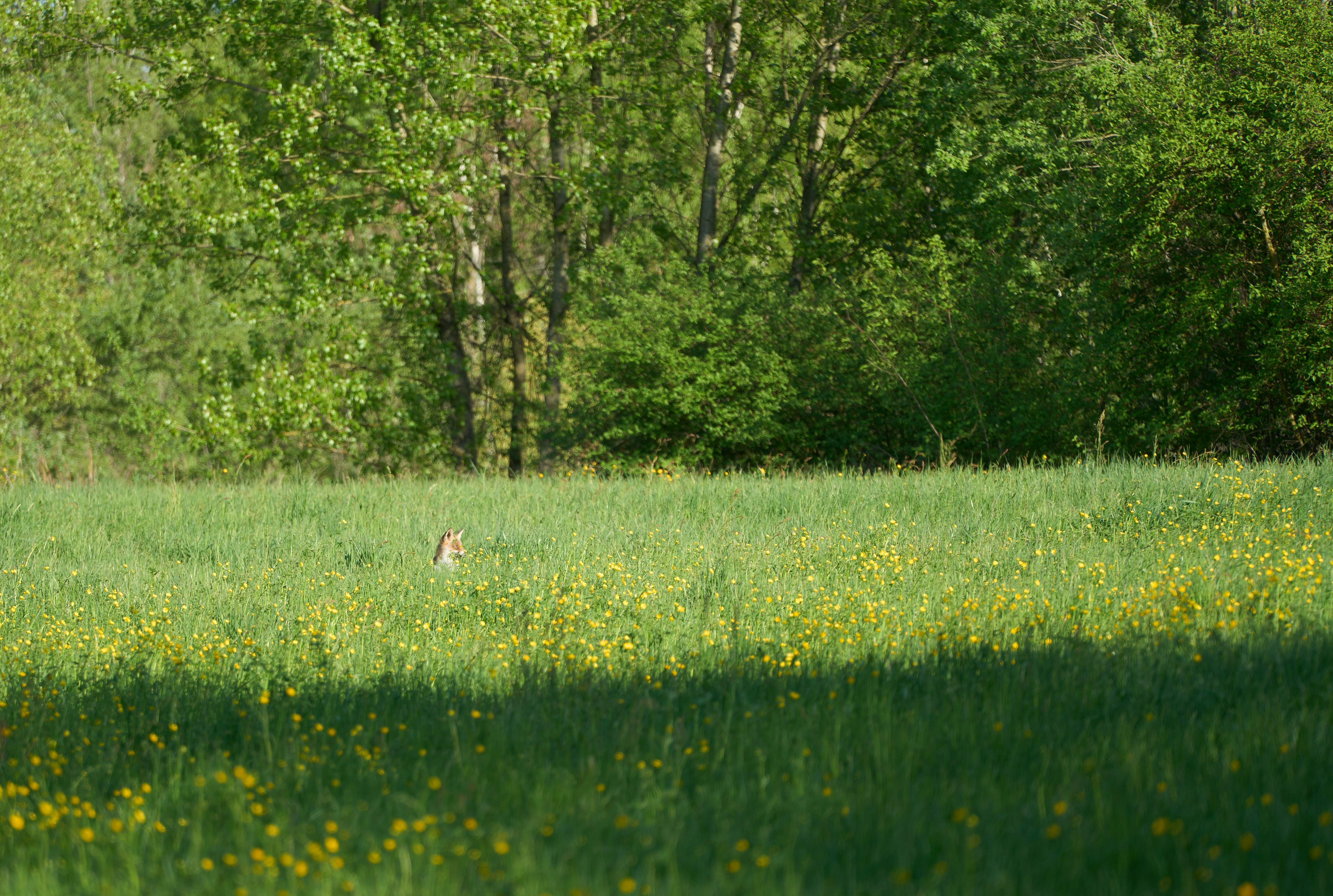 Photo by wolfgang_hasselmann