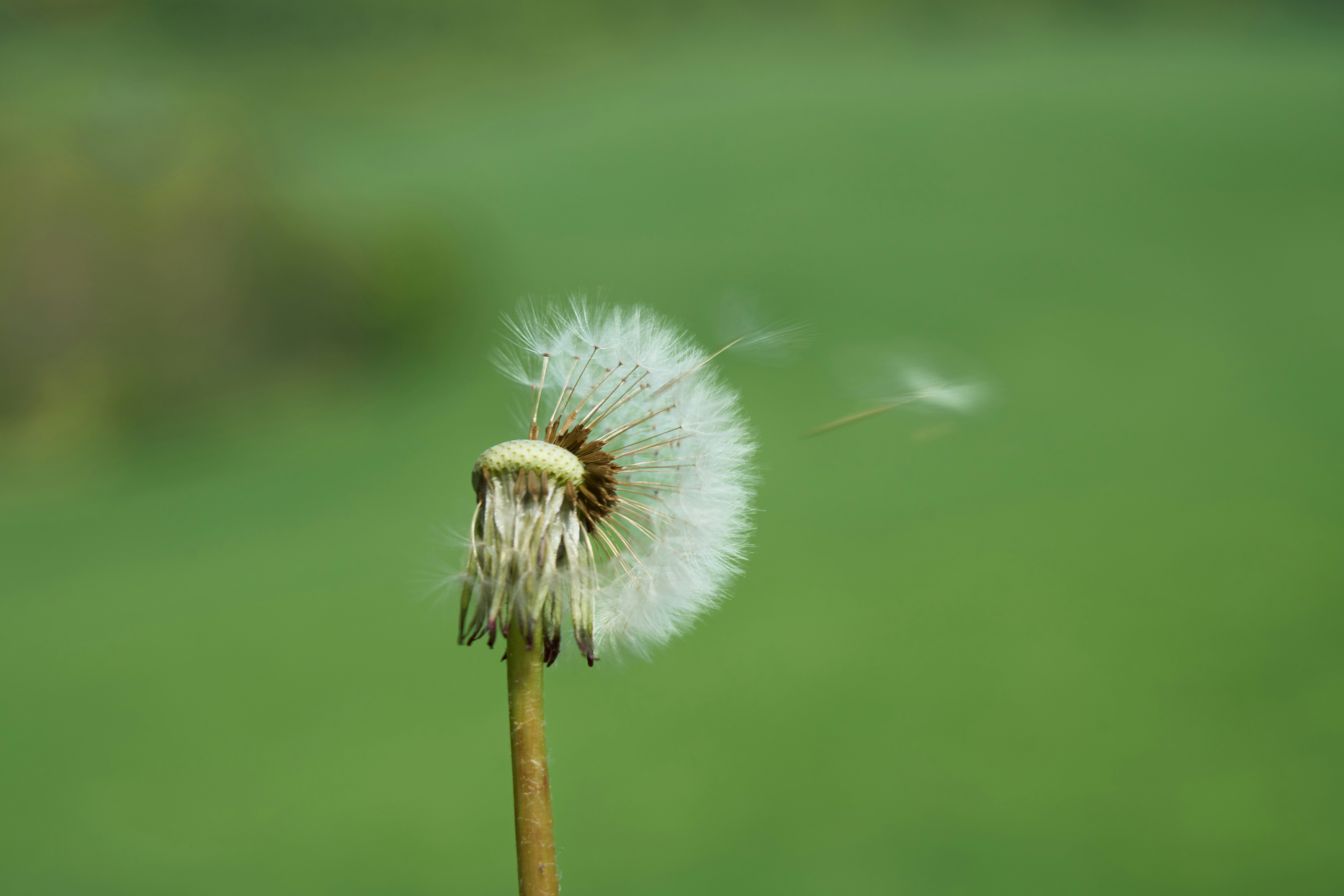 Photo by wolfgang_hasselmann