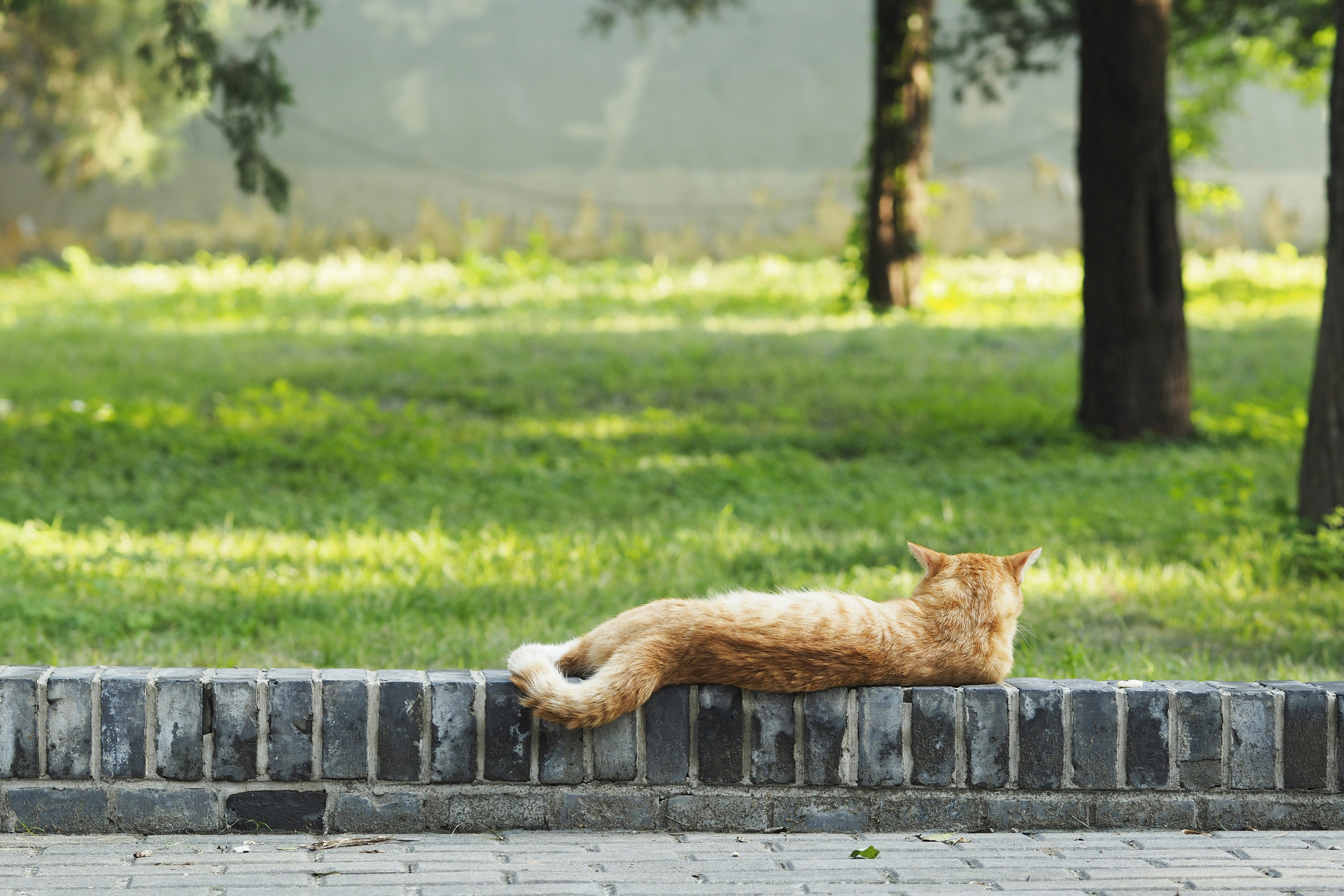 12 Cat Wall Bridges That Balance Style and Function