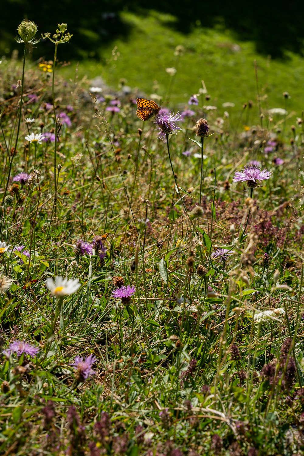 a butterfly on a flower