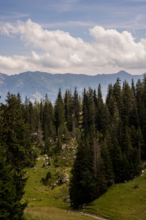 A serene landscape of the Andean Araucanía with lush forests and mountains in the background.