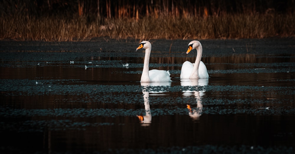 two swans in a pond