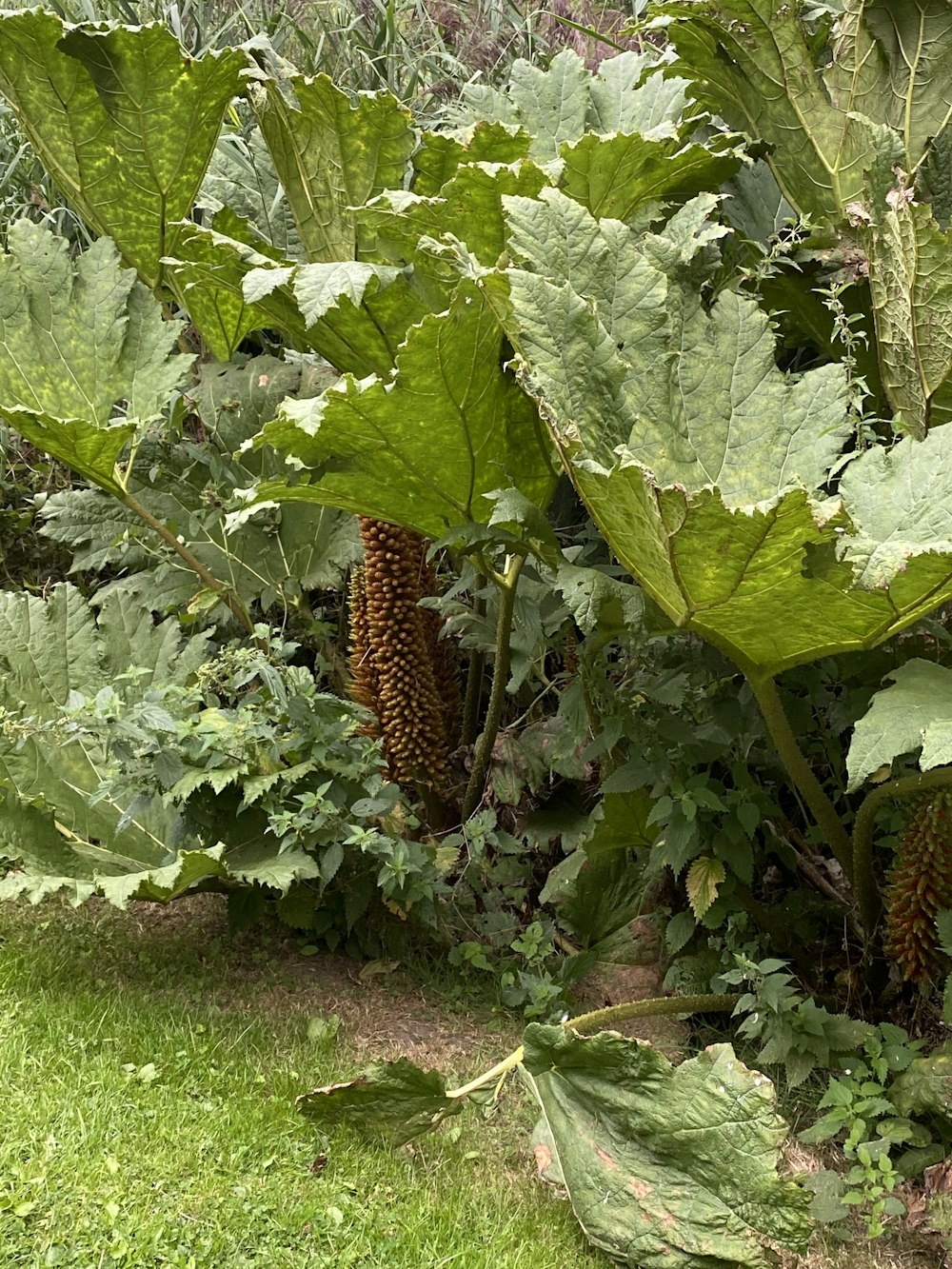 a large green plant