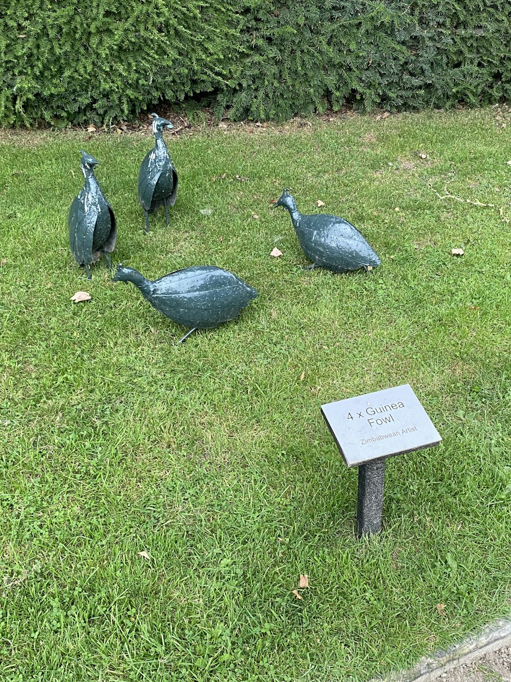 a group of peacocks on grass