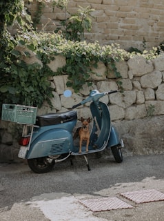 A small dog is sitting on a classic blue scooter parked by a stone wall covered with green vines. The vintage setting and natural elements create a charming and peaceful scene.