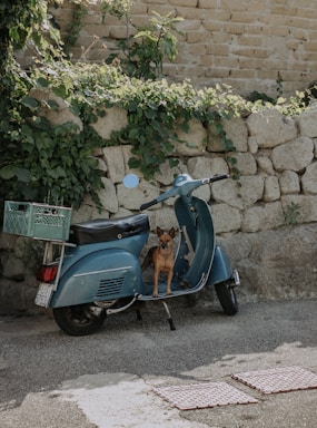 A small dog is sitting on a classic blue scooter parked by a stone wall covered with green vines. The vintage setting and natural elements create a charming and peaceful scene.
