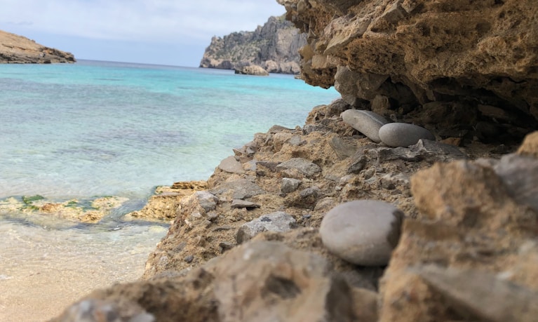 a group of seals on a rocky beach