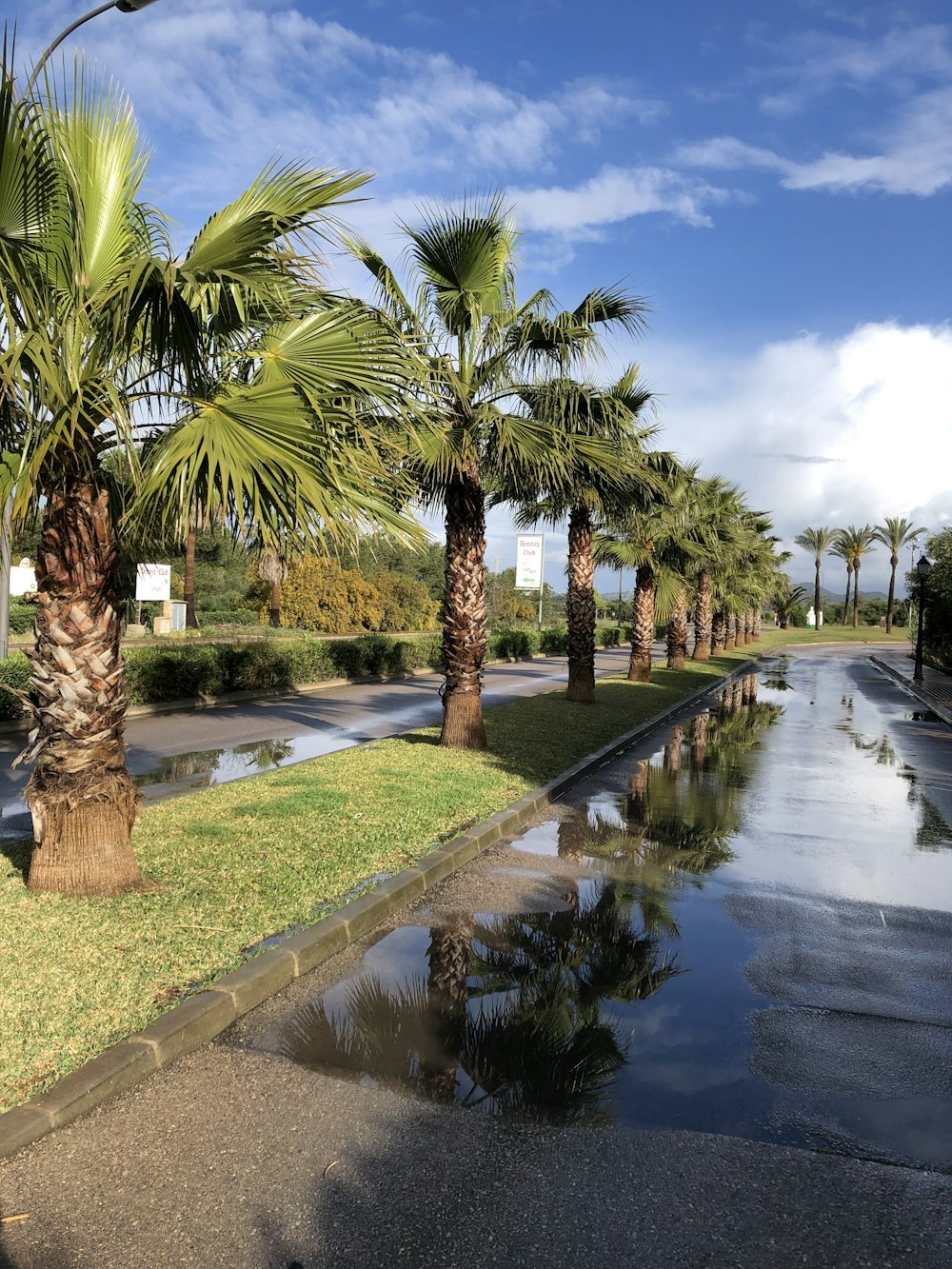 a wet road with palm trees
