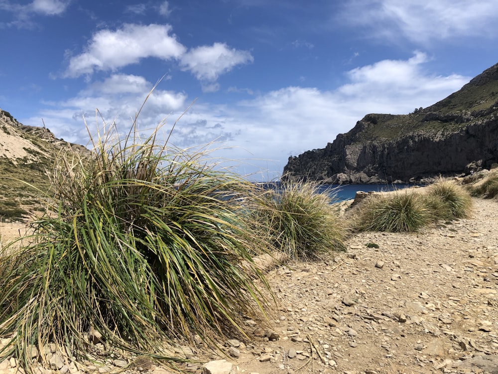 a sandy beach with plants and water